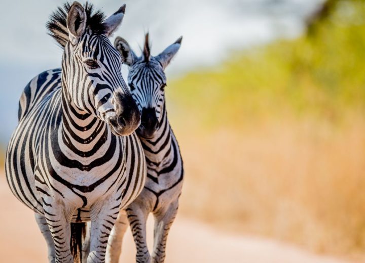 Arusha National Park (3)