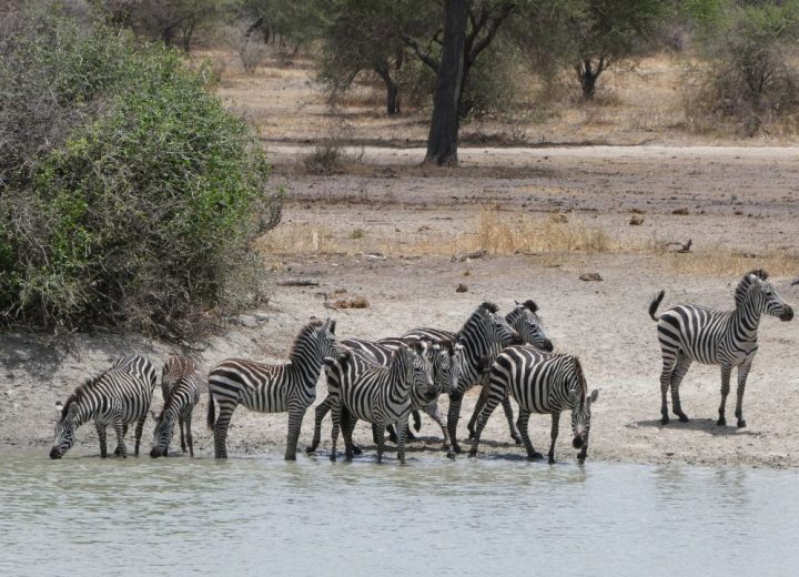 Tarangire National Park